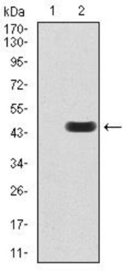 nNOS Antibody (2E11G6) - BSA Free, Novus Biologicals:Antibodies:Primary